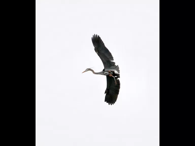 A great blue heron at the Sudbury Reservoir in Southborough, photographed by Steve Forman.