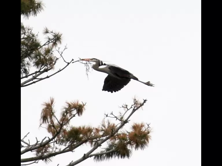 A great blue heron at the Sudbury Reservoir in Southborough, photographed by Steve Forman.