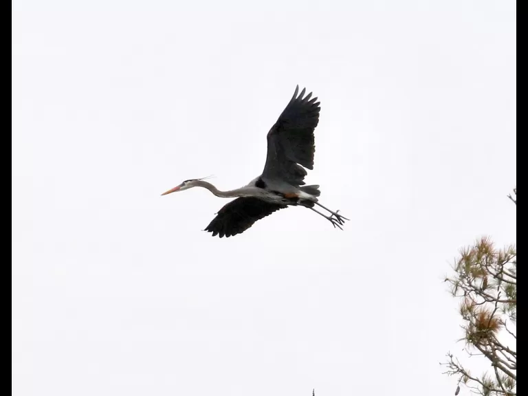 A great blue heron at the Sudbury Reservoir in Southborough, photographed by Steve Forman.