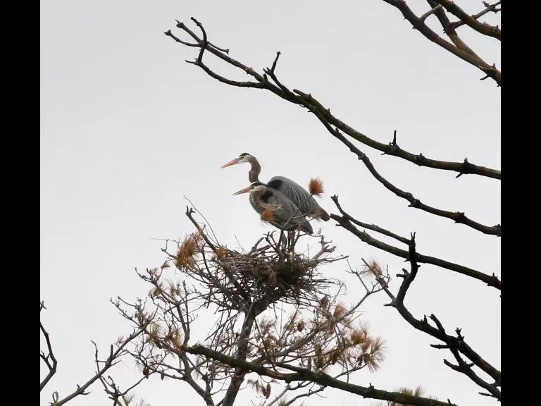 A great blue heron at the Sudbury Reservoir in Southborough, photographed by Steve Forman.