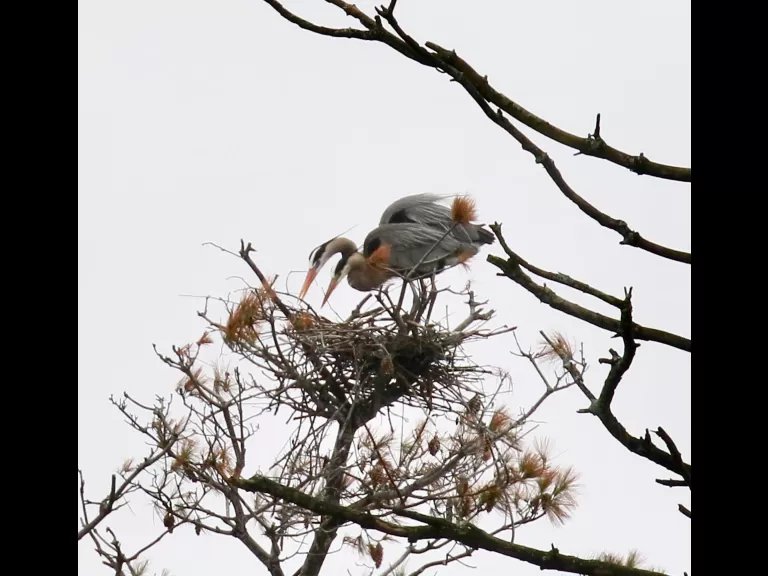 A great blue heron at the Sudbury Reservoir in Southborough, photographed by Steve Forman.
