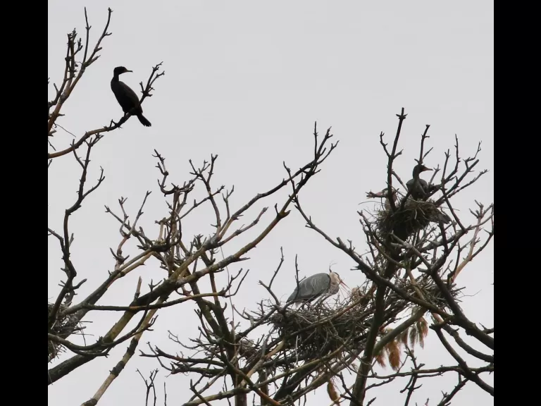 A great blue heron at the Sudbury Reservoir in Southborough, photographed by Steve Forman.