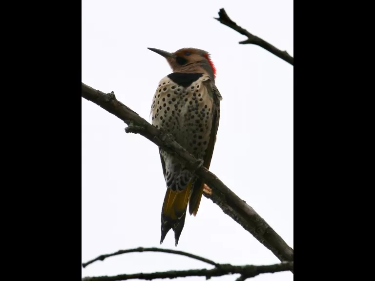 An American goldfinch at Breakneck Hill Conservation Land in Southborough, photographed by Steve Forman.