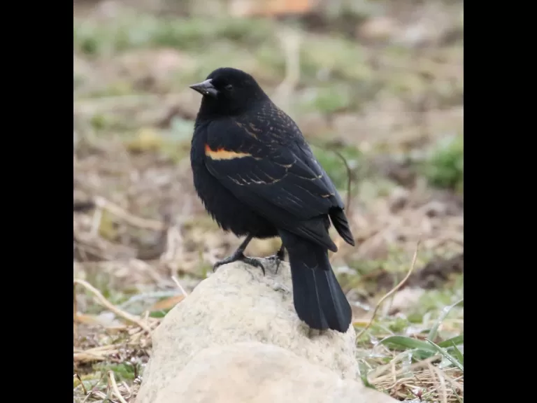An American goldfinch at Breakneck Hill Conservation Land in Southborough, photographed by Steve Forman.