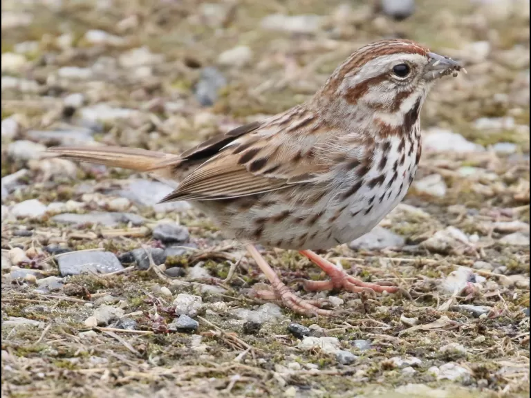 An American goldfinch at Breakneck Hill Conservation Land in Southborough, photographed by Steve Forman.