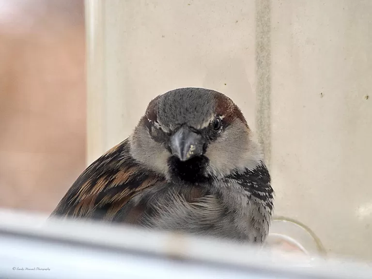 A black-capped chickadee in Northborough, photographed by Sandy Howard.