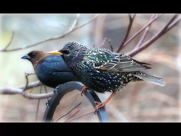 A European starling (front, right) and a brown-headed cowbird in Northborough, photographed by Sandy Howard.