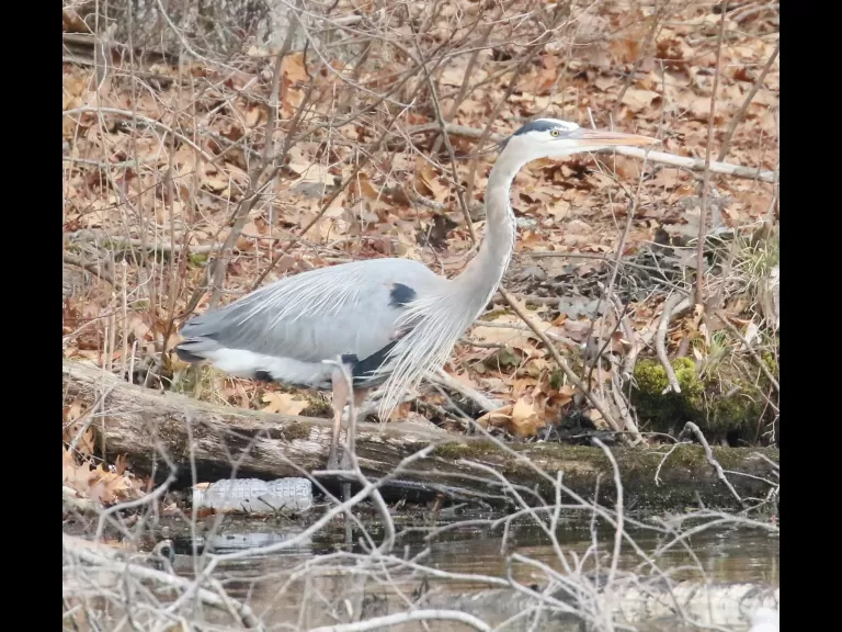 A great blue heron at Bartlett Pond in Northborough, photographed by Steve Forman.