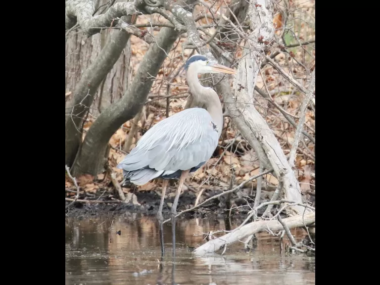 A great blue heron at Bartlett Pond in Northborough, photographed by Steve Forman.