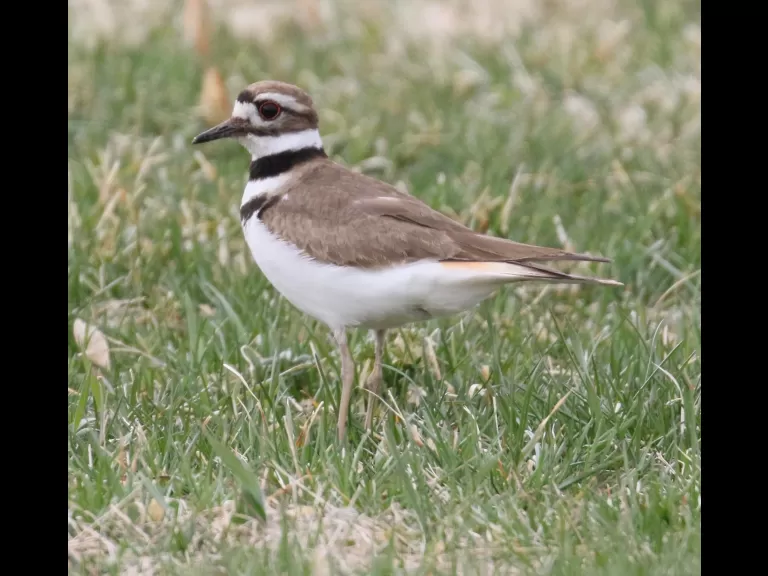 A great blue heron at Bartlett Pond in Northborough, photographed by Steve Forman.