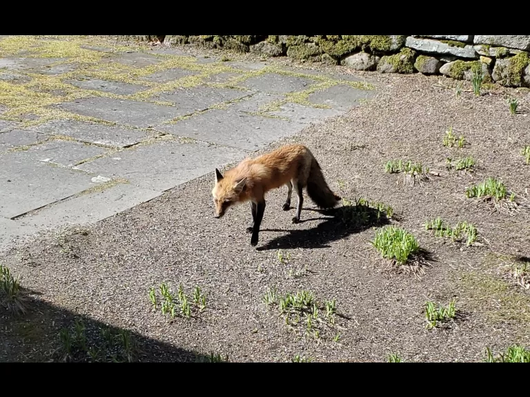 A red fox in Sudbury, photographed by Chris Menge.