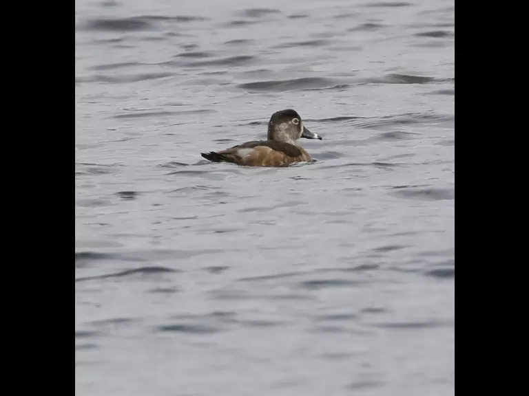 A great blue heron at Bartlett Pond in Northborough, photographed by Steve Forman.