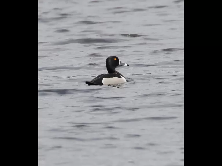 A great blue heron at Bartlett Pond in Northborough, photographed by Steve Forman.