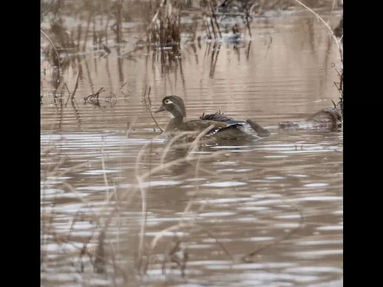 A great blue heron at Bartlett Pond in Northborough, photographed by Steve Forman.