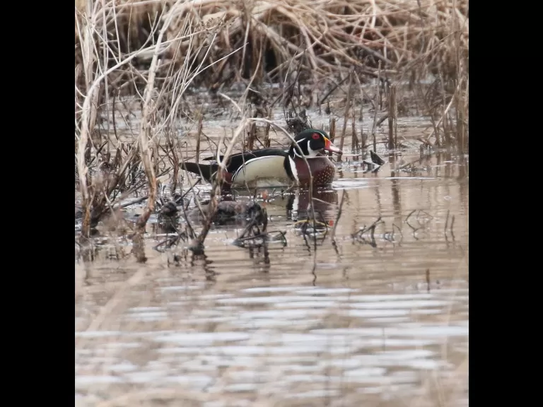 A great blue heron at Bartlett Pond in Northborough, photographed by Steve Forman.