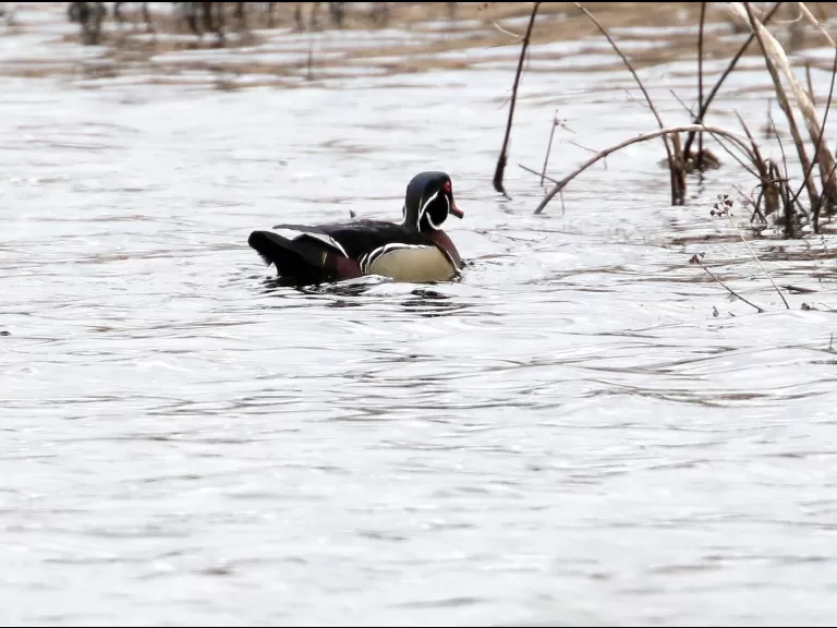 A great blue heron at Bartlett Pond in Northborough, photographed by Steve Forman.