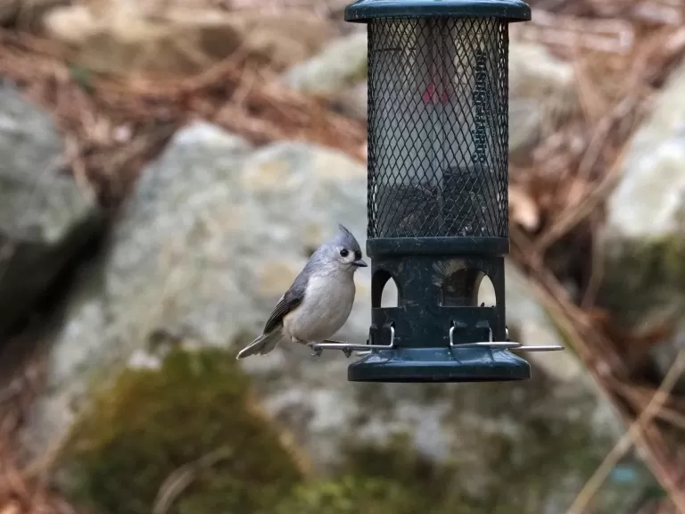 American goldfinches in Southborough, photographed by Eileen Samberg.