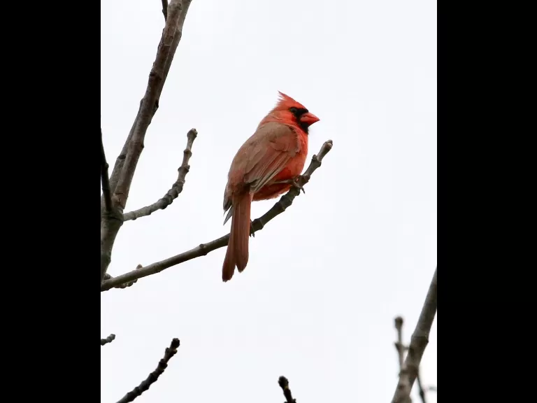 A European starling at Breakneck Hill Conservation Land in Southborough, photographed by Steve Forman.