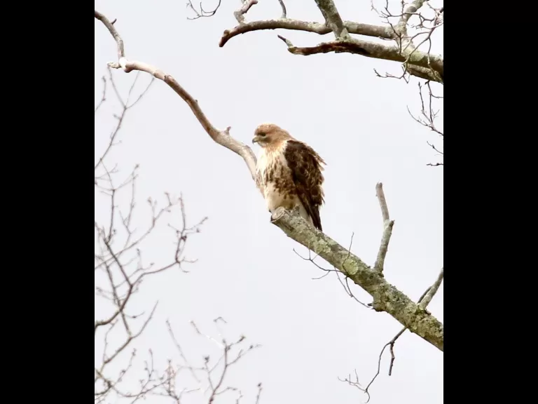 A European starling at Breakneck Hill Conservation Land in Southborough, photographed by Steve Forman.