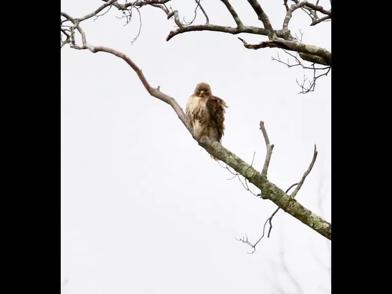 A European starling at Breakneck Hill Conservation Land in Southborough, photographed by Steve Forman.