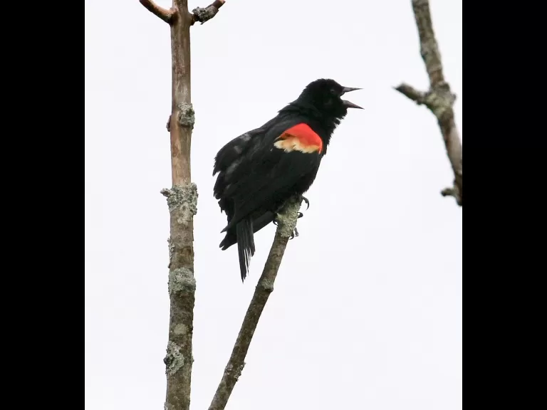 A European starling at Breakneck Hill Conservation Land in Southborough, photographed by Steve Forman.