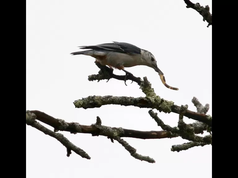 A European starling at Breakneck Hill Conservation Land in Southborough, photographed by Steve Forman.