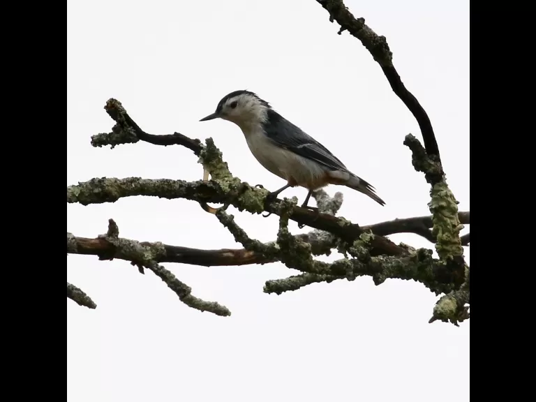 A European starling at Breakneck Hill Conservation Land in Southborough, photographed by Steve Forman.