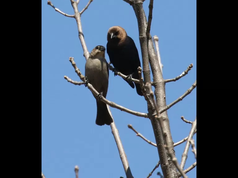 A brown-headed cowbird at Breakneck Hill Conservation Land in Southborough, photographed by Steve Forman.