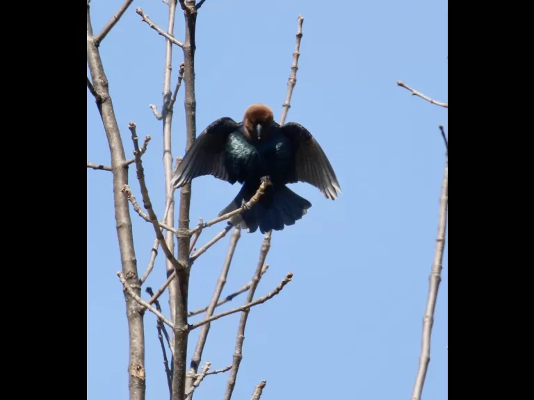 A brown-headed cowbird at Breakneck Hill Conservation Land in Southborough, photographed by Steve Forman.