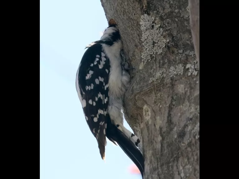 A brown-headed cowbird at Breakneck Hill Conservation Land in Southborough, photographed by Steve Forman.