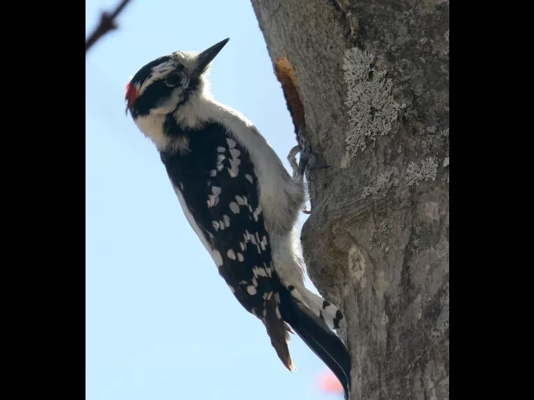 A brown-headed cowbird at Breakneck Hill Conservation Land in Southborough, photographed by Steve Forman.