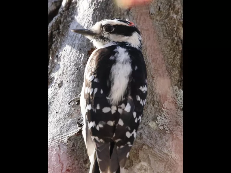 A brown-headed cowbird at Breakneck Hill Conservation Land in Southborough, photographed by Steve Forman.