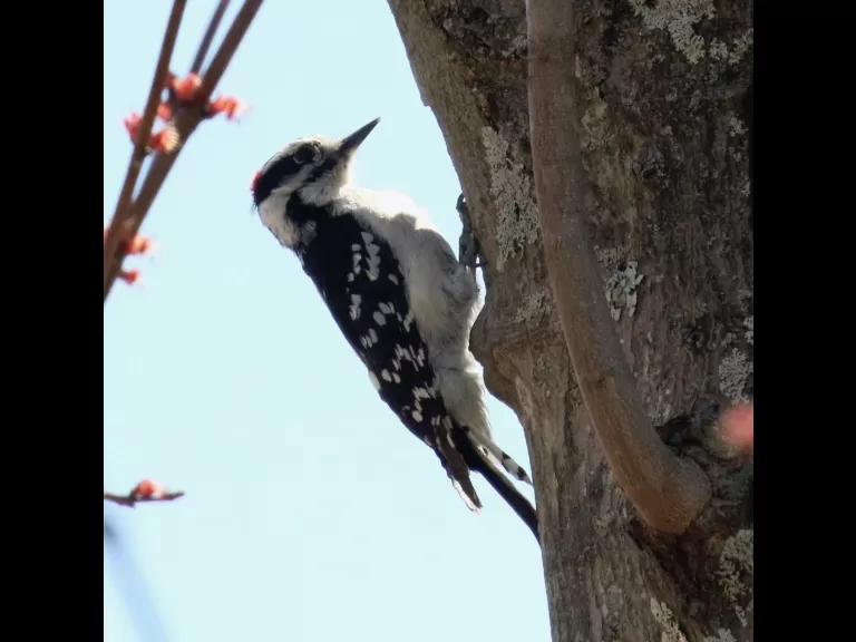 A brown-headed cowbird at Breakneck Hill Conservation Land in Southborough, photographed by Steve Forman.