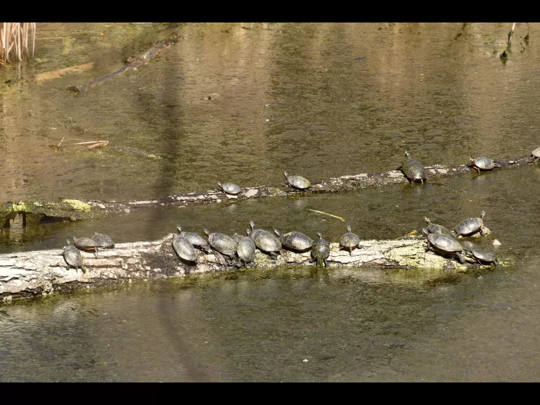 Painted turtles in Concord, photographed by Gail Sartori.