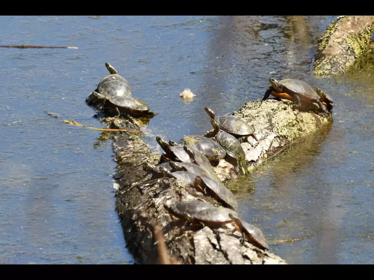 Painted turtles in Concord, photographed by Gail Sartori.