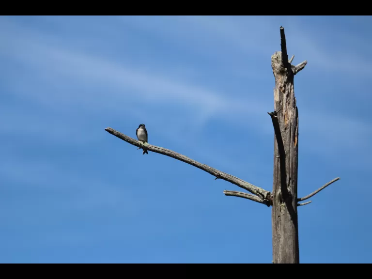 A painted turtle in Bolton, photographed by Jon Turner.