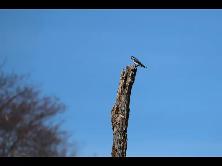 A painted turtle in Bolton, photographed by Jon Turner.