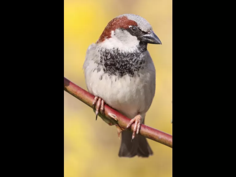 A house sparrow at Breakneck Hill Conservation Land in Southborough, photographed by Steve Forman.