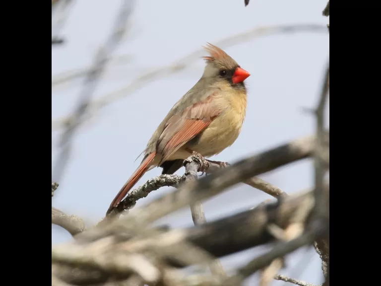 A house sparrow at Breakneck Hill Conservation Land in Southborough, photographed by Steve Forman.
