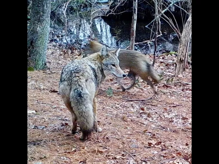 Coyotes in Natick, photographed with an automatically triggered wildlife camera by Chuck Hill.