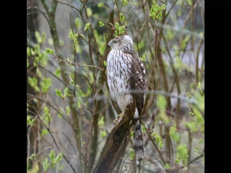 A Cooper's hawk in Framingham, photographed by Jim Stockless.