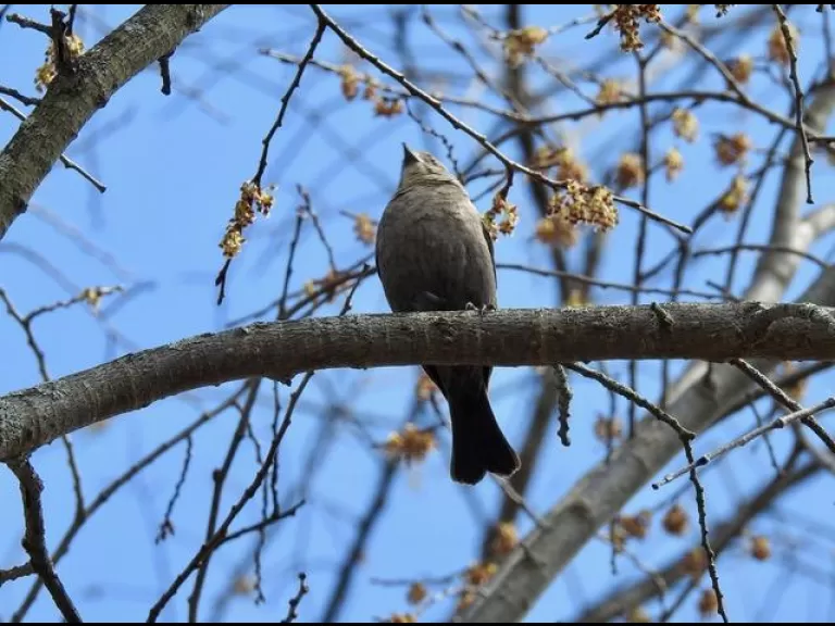 A brown-headed cowbird at the Community Gardens in Wayland, photographed by Connie Schlotterbeck.