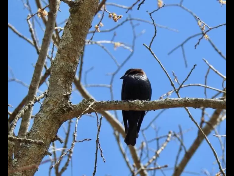A brown-headed cowbird at the Community Gardens in Wayland, photographed by Connie Schlotterbeck.