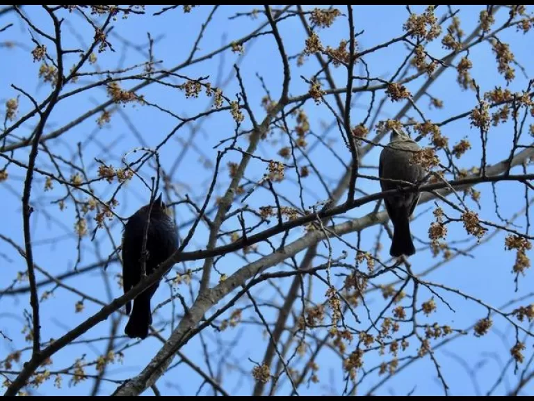 A brown-headed cowbird at the Community Gardens in Wayland, photographed by Connie Schlotterbeck.