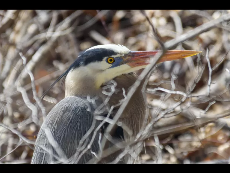 A great blue heron at Mill Pond in Maynard, photographed by Dany Pelletier.