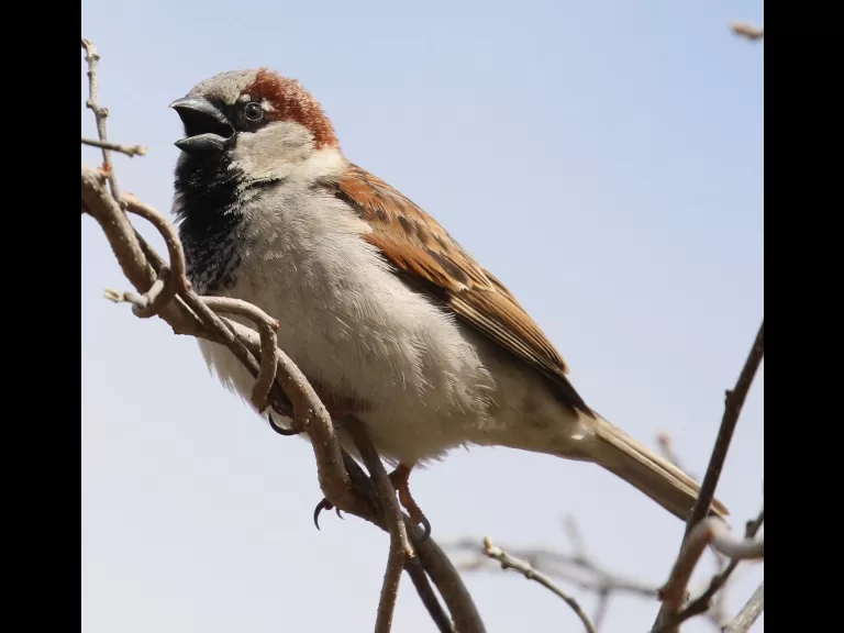 A black-capped chickadee at Breakneck Hill Conservation Land in Southborough, photographed by Steve Forman.