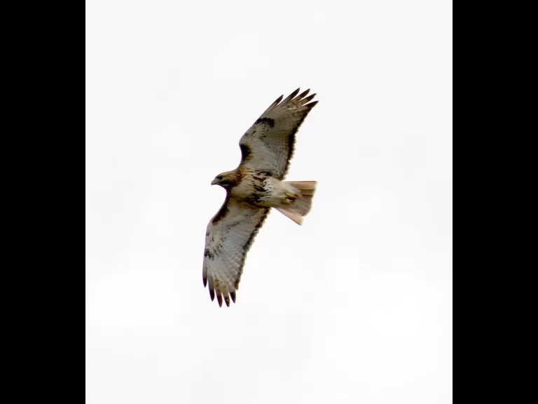 A black-capped chickadee at Breakneck Hill Conservation Land in Southborough, photographed by Steve Forman.