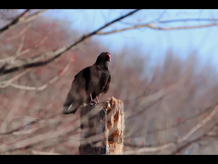 A painted turtle in Bolton, photographed by Jon Turner.