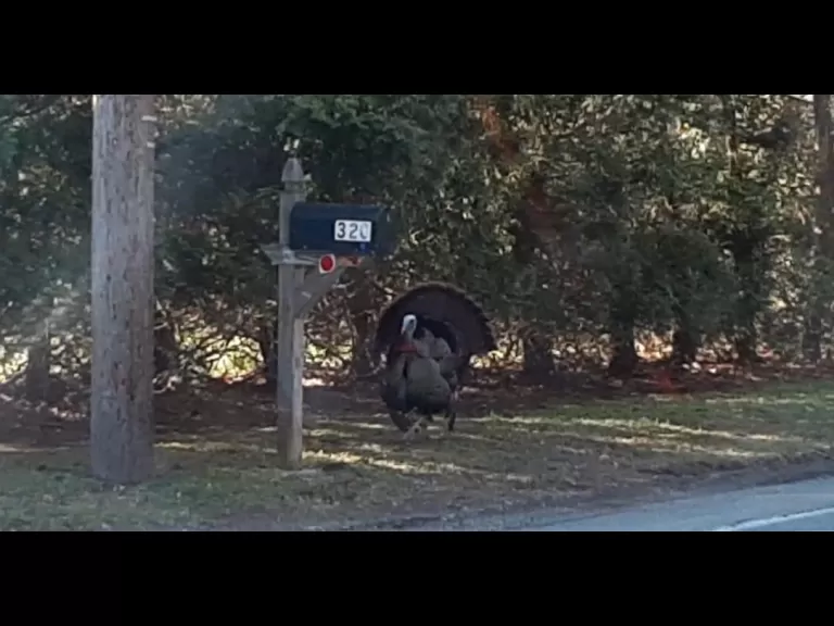A turkey in Hudson, photographed by Bill Watt.