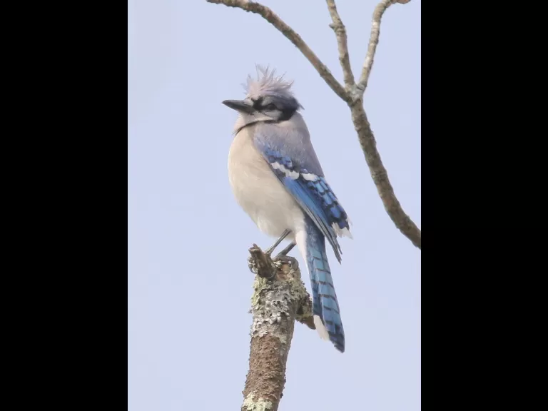 A blue jay at Breakneck Hill Conservation Land in Southborough, photographed by Steve Forman.